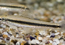 Siamese Algae Eater 1.5-1.75 inch