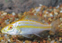 Albino Compressiceps 2 inch