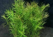 BUNCH DIANDRA (Min. 12)