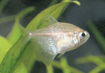 LF Blushing White Tetra med
