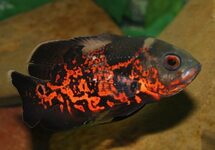 Red Tiger Oscar 1.5 inch