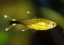 Silvertip Brass Tetra med