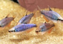 Super Blue Kerri Tetra med