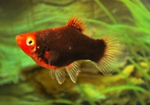 Platy Coral Black med
