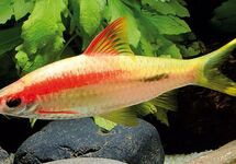 Gold Roseline Torpedo Shark 2 inch