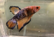 Betta Male Koi lg