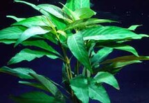 BUNCH TEMPLE  NARROW (Min. 12)