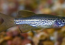 Longfin Leopard Danio med