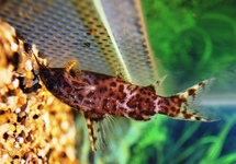 Upside Down Cats med