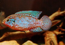 Turquoise Jewel 2 inch