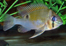 Biotodoma Cupido 2 inch (Peru)