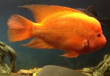 Red Devil Cichlid 2.0 inch