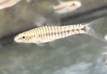 Dwarf Hovering Loach med