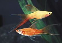 s/t  Mix Lyretail med