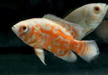 Albino Tiger Oscar 1.5 inch