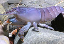 Blue African Viper Shrimp 4 inch