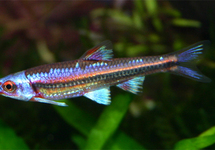 Rainbow Shiner med