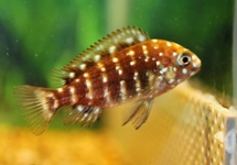 Tropheus Duboisi Maswa 3.5-4 inch