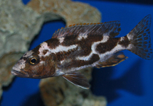 Haplochromis Livingstoni 3.0 inch