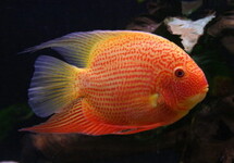 Red Spotted Gold Severum 1.75-2 inch