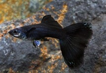 Guppy Male Full Black m/l