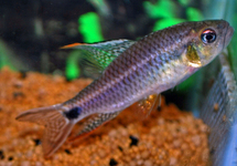 Sailfin Tetra med