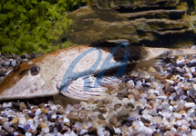 Chameleon Loricaria 2.5-3 inch