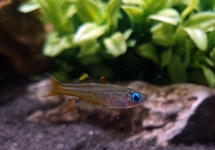 Ivantsoff's Blue Eye Rainbow med