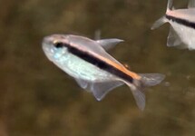 Chocolate Neon tetra med