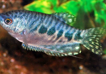 Opaline Gourami 2 inch