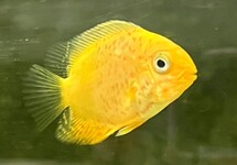 Red Spotted Gold Severum 1.5 inch