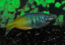 Orange Boesemani Rainbow m/l