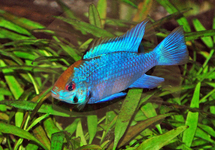 Electric Blue Ram m/l