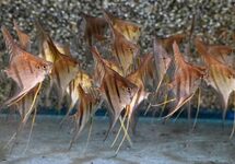 Pterophyllum sp. Santa Isabel lg