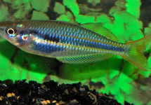 Goyder River Rainbow med