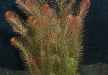 BUNCH ROTALA WALLICHII (Min. 12)