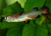 Celebes Halfbeak 1.5 inch