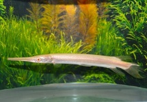 Albino Florida Gar 4 inch