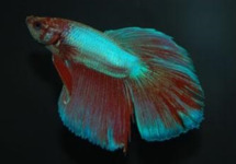 Betta Male Halfmoon lg