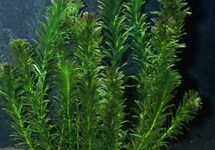 BUNCH ANACHARIS IMPORTED (Min. 12)