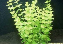 BUNCH LLOYDIELLA  GOLDEN (Min. 12)