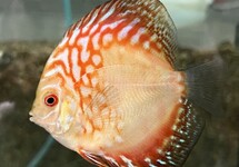 Discus Red Panda 2.5 inch