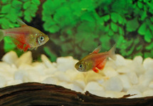 Orange Von Rio Tetra med