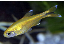 Albino Silvertip Brass Tetra med
