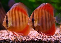 Discus Rose Red 2.5 inch
