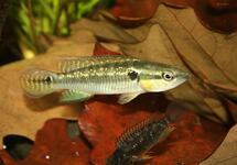 Pike Cichlid 3 inch (Colombia)