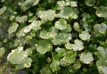 BUNCH PENNYWORT (Min. 12)