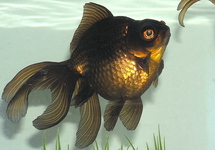 Black Moor 2.5-3 inch