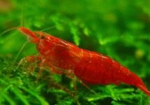 Red Cherry Shrimp med