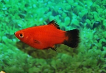 Platy Coral Red Wagtail Sphitz med